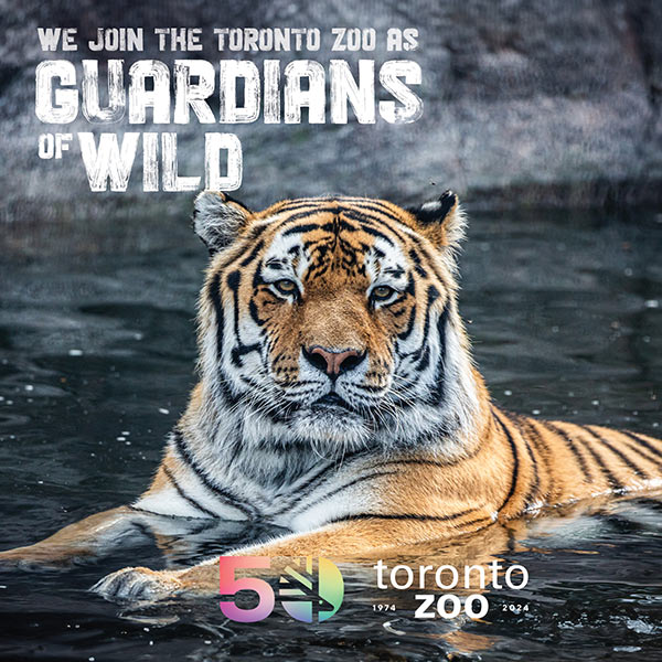 Photo of an amur tiger laying in water. Text on the image reads 'We join the Toronto Zoo as Guardians of Wild'. The Toronto Zoo's 50th anniversary logo and the years '1974-2024' are displayed at the bottom right.
