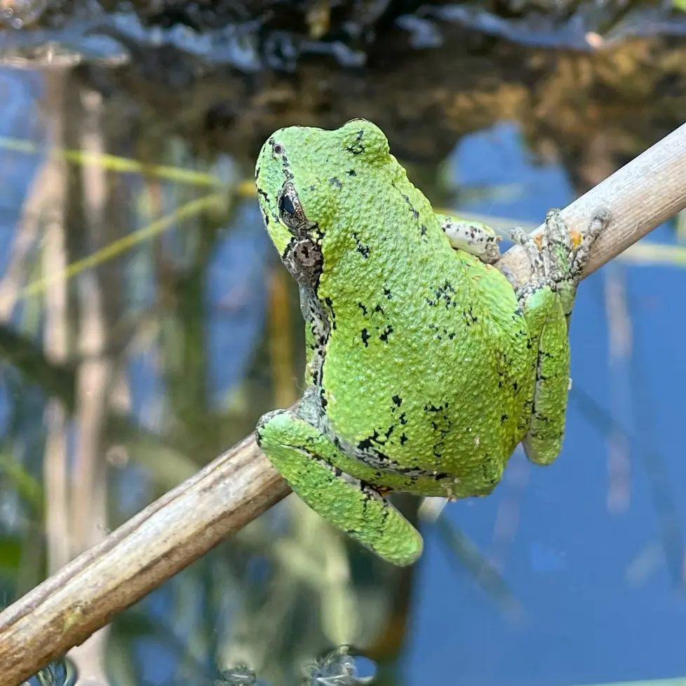 Frog balances on a stick by a pond
