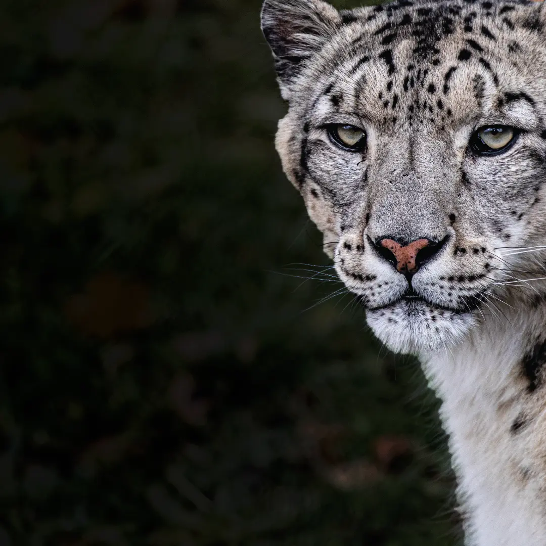 A Snow Leopard stares directly at you